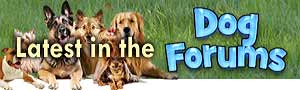 Doggies Blog Icon