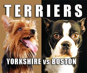 Yorkshire Terrier vs. Boston Terrier