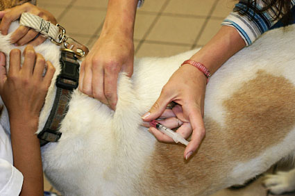 how to give a dog an insulin injection under the skin