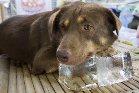 How long is a dog in heat?