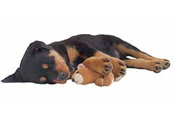 Puppy’s First Day Home : Breeders.net – K9 Articles
