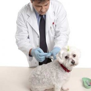 Small dog being vaccinated by a vet