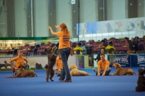 Dog Show