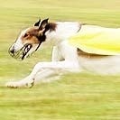 Lure coursing is a sport for sighthounds.