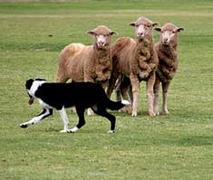 If you have a herding dog, herding trials may be the sport for you.