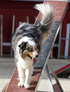 The highest level of Rally, known as Excellent, may have as many as 20 stations and handlers are not permitted to encourage the dog other than by verbal command.