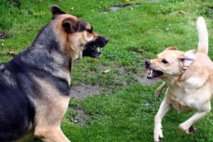 The last of the top ten reasons why dogs bite is due to poor training or socialization.