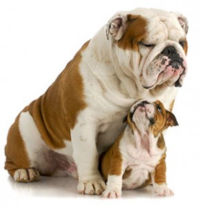 English Bulldogs aren't huge dogs, but their characteristically stocky build gives them substance.  