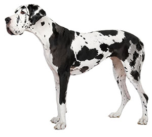 Great Dane is tranquil enough to do well in a small space.