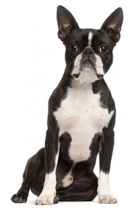 Which breed has the longest consecutive reign as the number-one most popular dog in America?