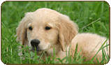 General photo of a Golden Retriever
 - top-left of page
