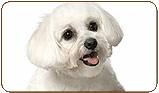 General photo of a Havanese
 - top-left of page