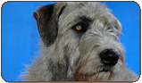 General photo of a Irish Wolfhound
 - top-left of page