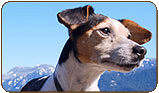General photo of a Jack Russell Terrier - top-left of page