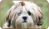 General photo of a Lhasa Apso
 - top-left of page