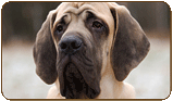 General photo of a Mastiff
 - top-left of page