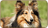 General photo of a Shetland Sheepdog
 - top-left of page