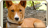 General photo of a Basenji
 - top-left of page