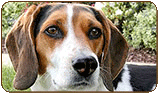 General photo of a Beagle
 - top-left of page