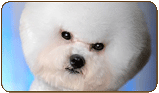 General photo of a Bichon Fris
 - top-left of page