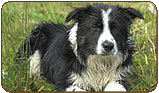 General photo of a Border Collie
 - top-left of page