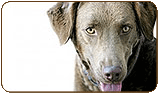 General photo of a Chesapeake Bay Retriever
 - top-left of page