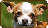 General photo of a Chihuahua
 - top-left of page