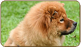 General photo of a Chow Chow
 - top-left of page