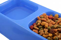 Choosing the best dog Food