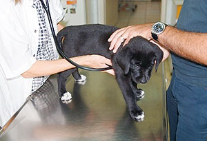 Puppy at the vet