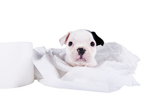 Toilet paper puppy