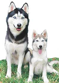 husky mom and pup