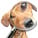 breeder checklist