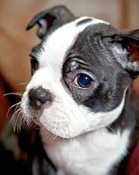 Boston Terrier Photo