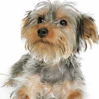 Yorkshire Terrier Photo