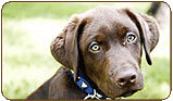 General photo of a Labrador Retriever
 - top-left of page