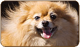 General photo of a Pomeranian
 - top-left of page