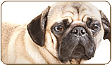 General photo of a Pug
 - top-left of page