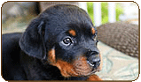 General photo of a Rottweiler
 - top-left of page