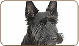 General photo of a Scottish Terrier
 - top-left of page