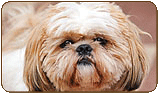 General photo of a Shih Tzu
 - top-left of page