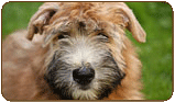 General photo of a Soft Coated Wheaten Terrier
 - top-left of page