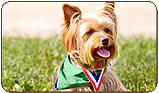 General photo of a Yorkshire Terrier
 - top-left of page