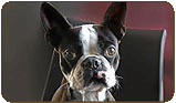 General photo of a Boston Terrier
 - top-left of page