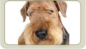 General photo of a Airedale Terrier
 - top-left of page