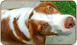 General photo of a Brittany
 - top-left of page