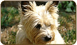 General photo of a Cairn Terrier
 - top-left of page