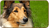 General photo of a Collie
 - top-left of page