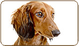 General photo of a Dachshund
 - top-left of page