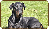 General photo of a Doberman Pinscher
 - top-left of page